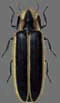 fireflya.gif (25866 bytes)